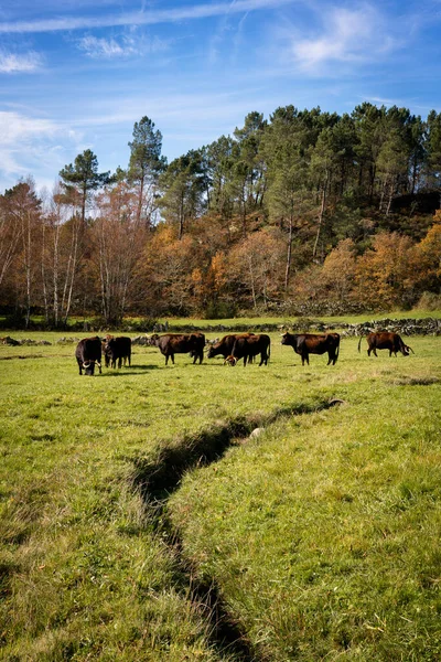 Традиционные Коровы Маронесы Мондим Басто Севере Португалии — стоковое фото