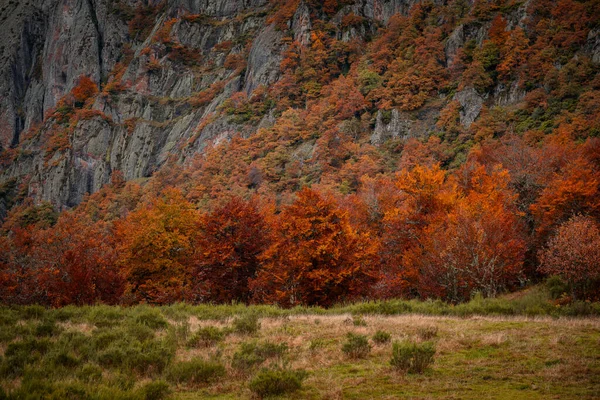 Colorful Autumn Trees Picos Europa National Park Spain — Stock Photo, Image