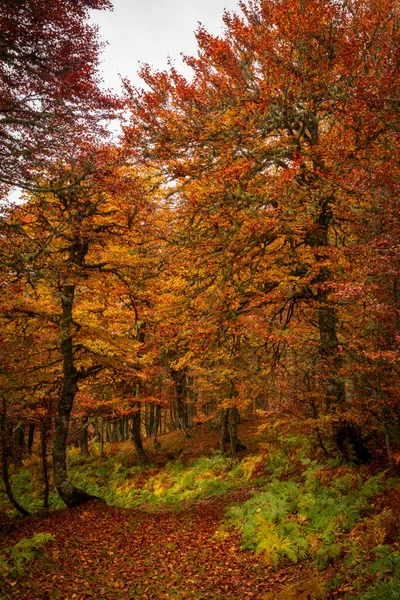 Colorful Autumn Walking Path Picos Europa National Park Puerto Panderrueda — Stock Photo, Image