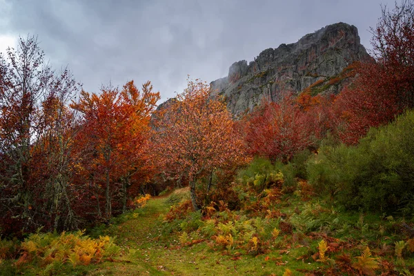 Percorso Piedi Una Catena Montuosa Autunno Nel Parco Nazionale Picos — Foto Stock