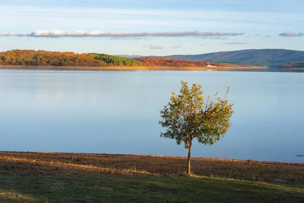Árbol Aislado Lago Con Paisajes Colores Otoñales Presa Sabugal Portugal — Foto de Stock