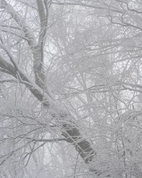 Pohon Cemara Tertutup Salju Atas Lanskap Musim Dingin Putih Mondim Stok Gambar Bebas Royalti
