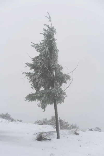Pohon Tertutup Salju Pada Lanskap Musim Dingin Putih Dengan Angin Stok Gambar