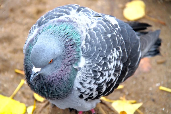 Şişman güvercin — Stok fotoğraf