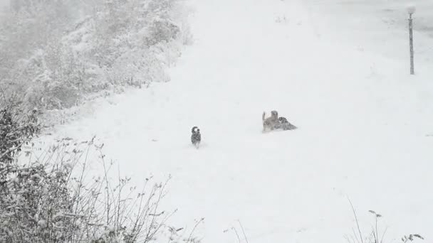 Honden spelen in de sneeuw — Stockvideo