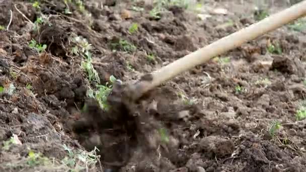 Excavación de suelo con azada — Vídeo de stock