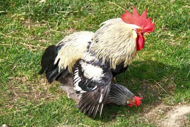 Rooster copulating with hen on a farm clipart