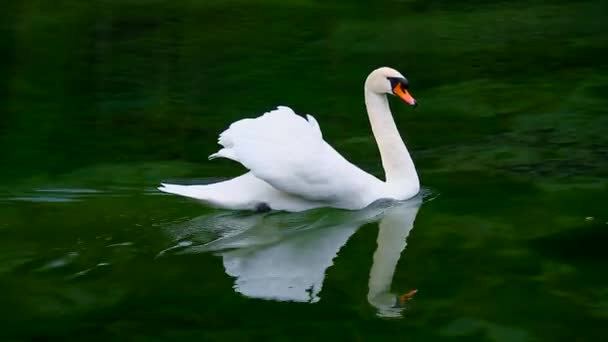 Cisne branco no lago da floresta — Vídeo de Stock