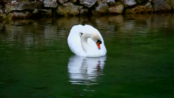 숲의 호수에 흰 백조 — 비디오