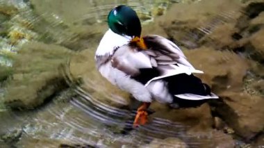 Vahşi ördek sonbahar gölünde yüzüyor.