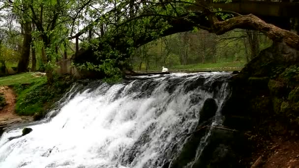 Belle petite cascade sur le ruisseau de montagne — Video