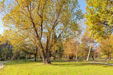 trees in park