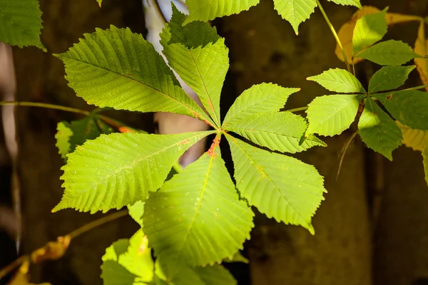 Leaves in the park — Stock Photo, Image