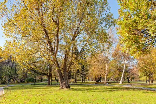 Alberi nel parco — Foto Stock