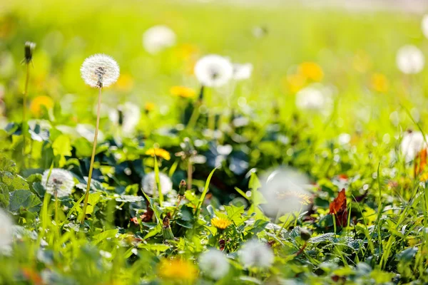 Paardebloem — Stockfoto