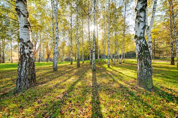 Siver birch trees — Stock Photo, Image