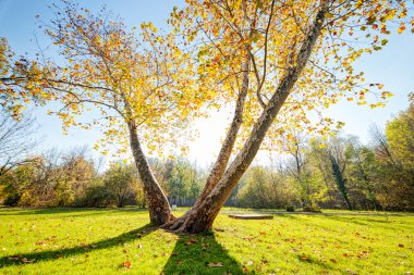 düşen yapraklar ağaçların