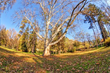 düşen yapraklar ağaçların