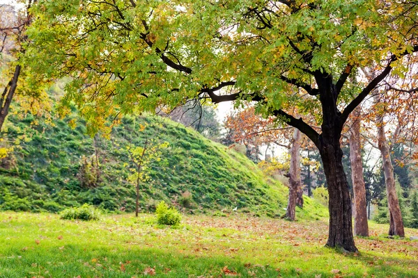 Träd i parken — Stockfoto