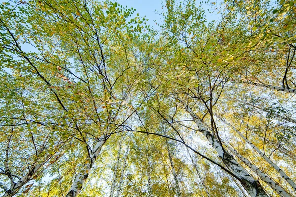 stock image Siver birch trees