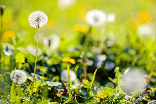 Paardebloem — Stockfoto