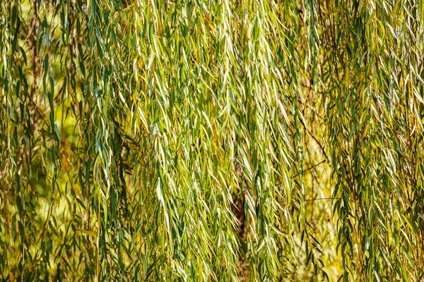 Foglie nel parco — Foto Stock