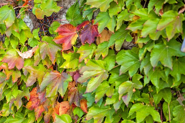 Oranje en groene bladeren — Stockfoto