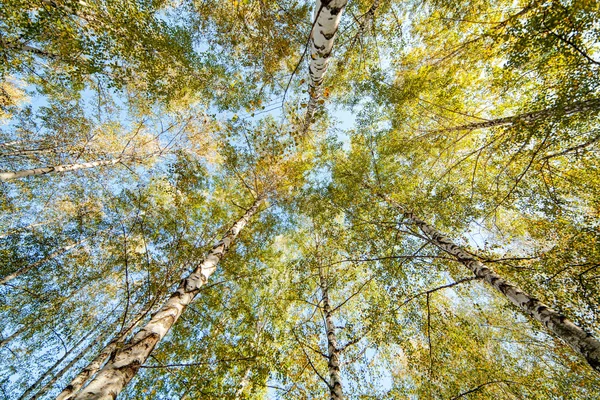 Vidoeiro Siver árvores — Fotografia de Stock