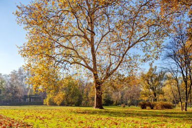 düşen yapraklar ağaçların