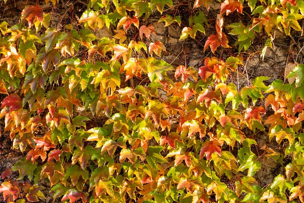 Orange and green leaves — Stock Photo, Image