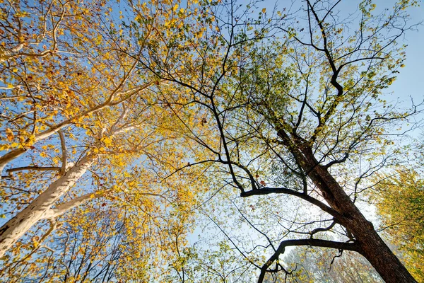 Bomen met gevallen bladeren — Stockfoto
