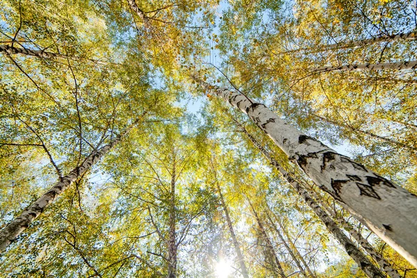 Vidoeiro Siver árvores — Fotografia de Stock