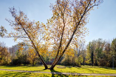 düşen yapraklar ağaçların