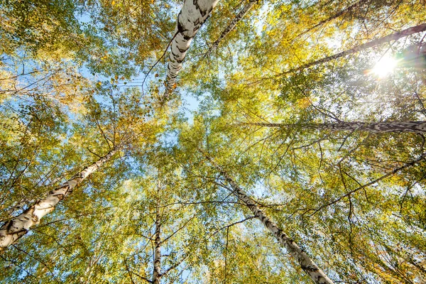 Vidoeiro Siver árvores — Fotografia de Stock