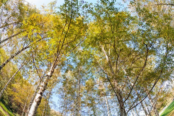 Gümüş huş ağaçları — Stok fotoğraf