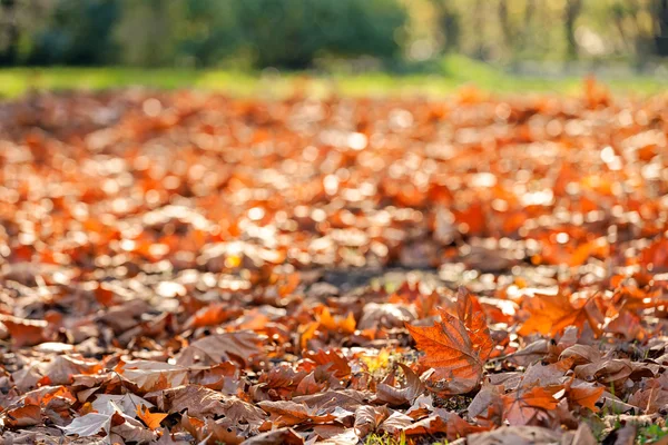 Düşen yapraklar ağaçların — Stok fotoğraf