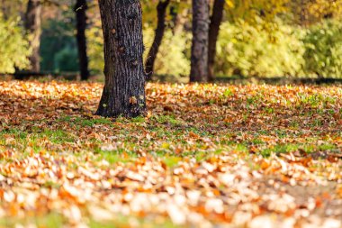 düşen yapraklar ağaçların