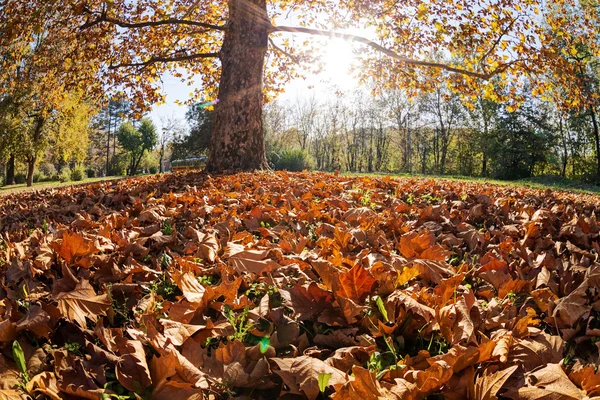 Träd med löv — Stockfoto