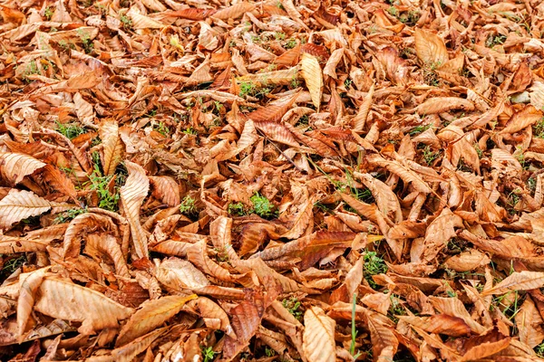 Folhas no parque — Fotografia de Stock