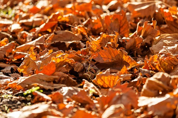 Foglie nel parco — Foto Stock