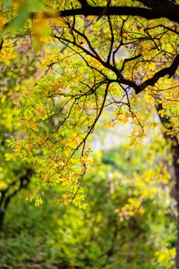 trees in park