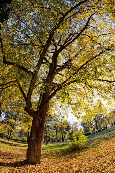 Trees with fallen leaves — Stock Photo, Image