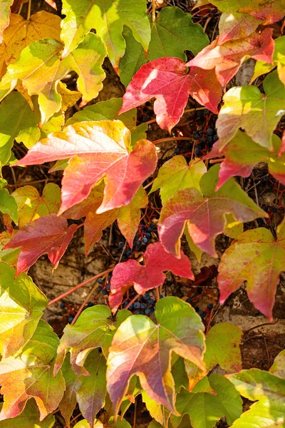 Foglie arancioni e verdi — Foto Stock