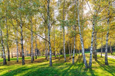 Gümüş huş ağaçları