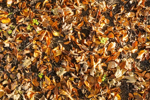 Folhas no parque — Fotografia de Stock