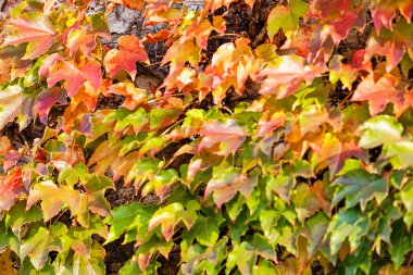 turuncu ve yeşil yaprak