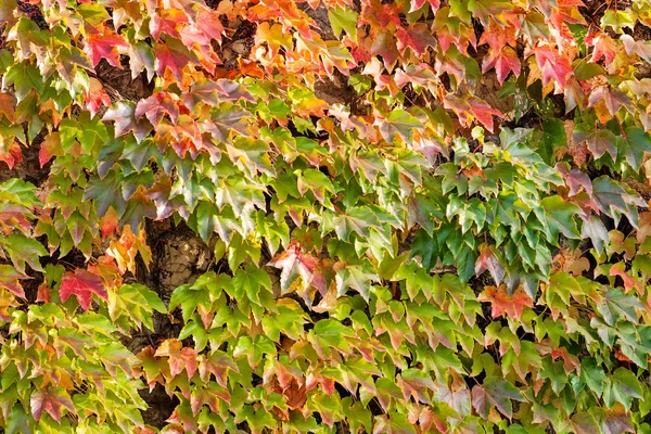 Folhas de laranja e verde — Fotografia de Stock