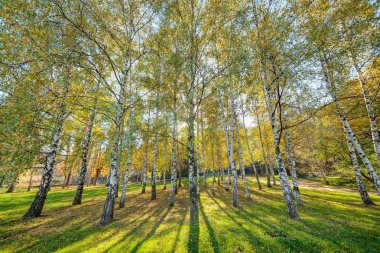 Gümüş huş ağaçları