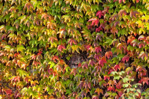 Orange and green leaves — Stock Photo, Image