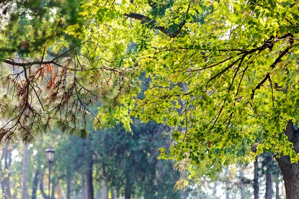 Hojas en el parque — Foto de Stock